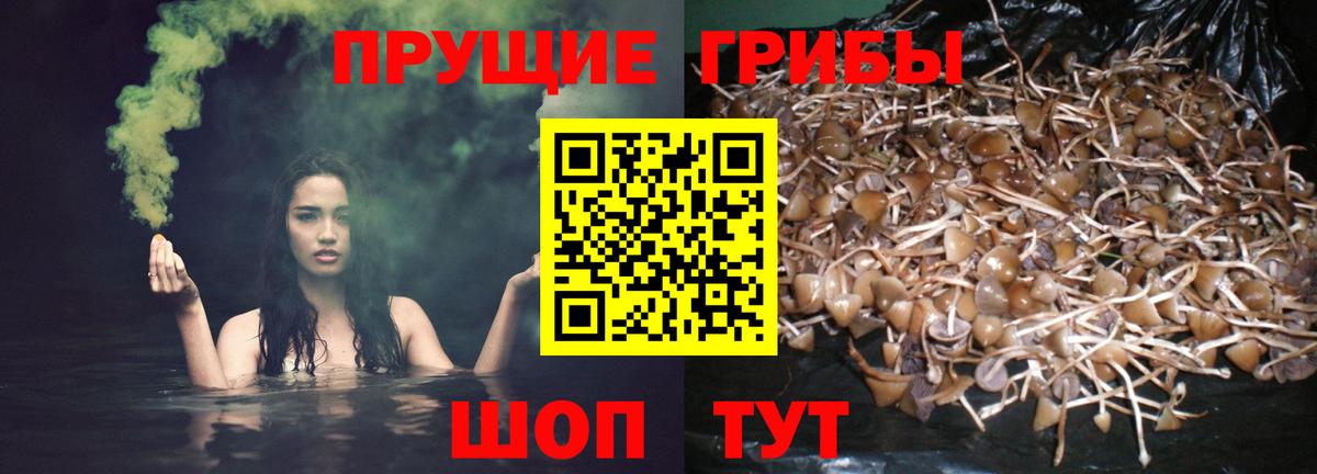 Тихорецк  Галлюциногенные грибы Cubensis  Вход с VPN 